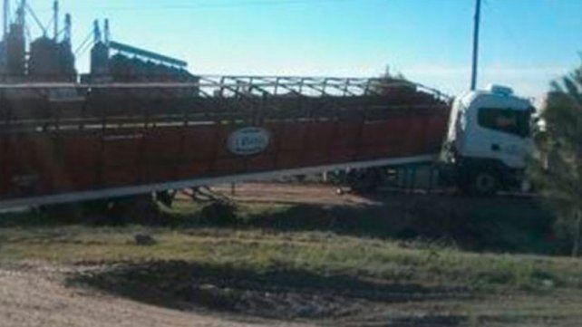 Camión que transportaba vacas cayó a una alcantarilla - Diario UNO de Entre Ríos